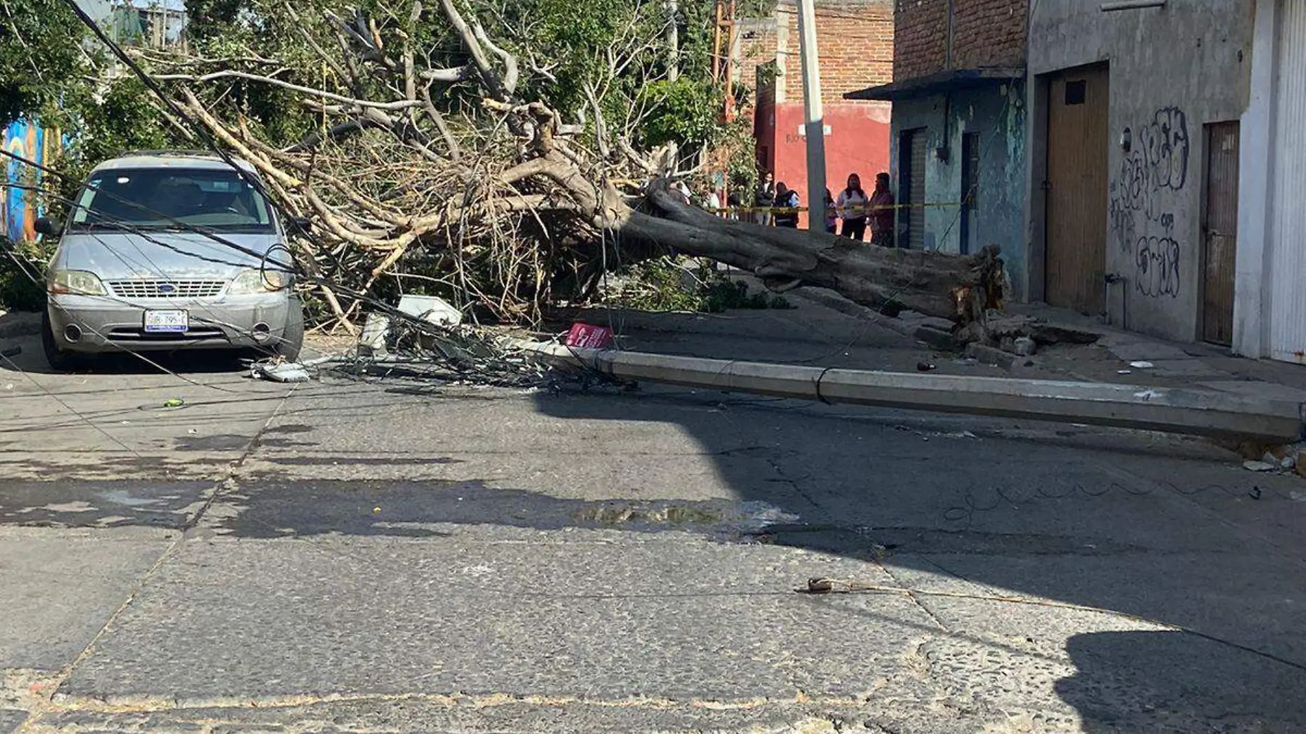 ÁRBOL JUAN VALLE CORTESÍA